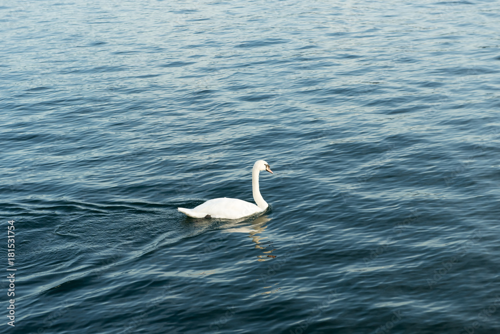 A swan on the river of Switzerland A swan on the river of Switzerland