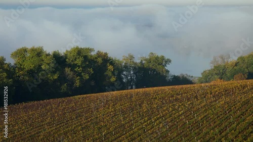 Bordeaux vineyard in autumn under the frost and fog, Time Lapse, Langoiran Castle