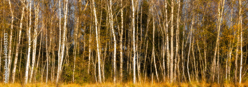 Panorama of a birch forest in the warm autumn sun light