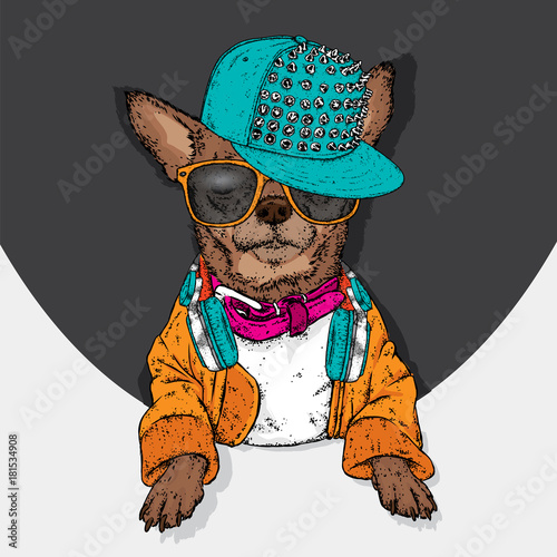 Stylish puppy in a cap, glasses and headphones. A pedigree dog in clothes and accessories. Fashion & Style. Funny Chihua.