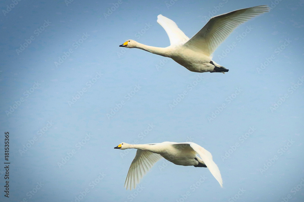 Hooper Swans in flight