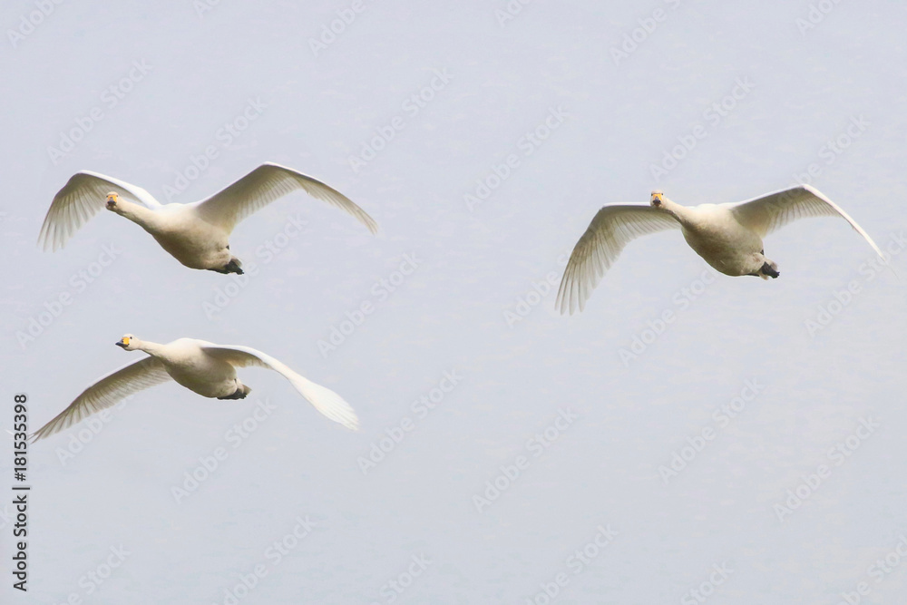 Obraz premium Hooper Swans in flight