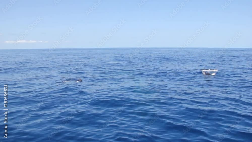 Whale dives near diver on water surface in Pacific ocean. Amazing animal. Unique video for film in blue sea of Roca Partida Island. Whale dives near diver on water surface in Pacific ocean. Amazing animal. Unique video for film in blue sea of Roca Partida Island.