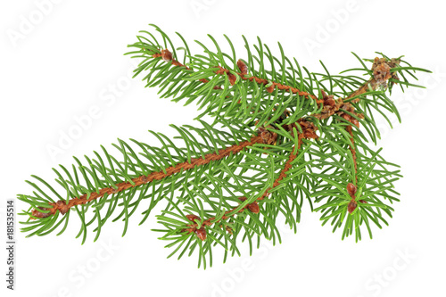 Green fir branch for christmas  isolated on white background