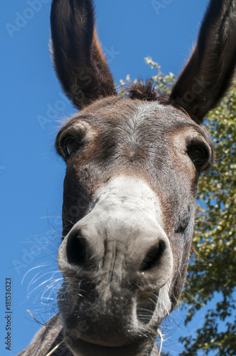 Head of donkey closeup against blue sky background
