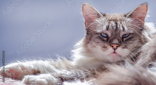 White and grey cat sleeping and laying down on a purple background