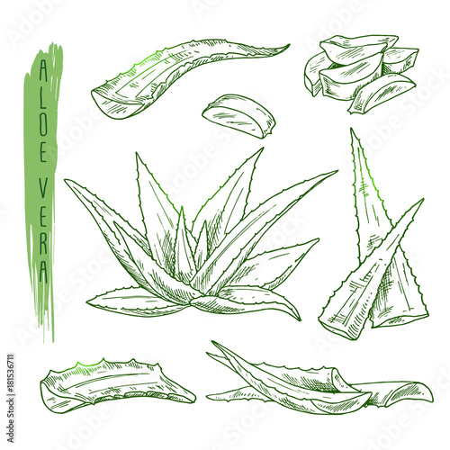 Sketch of aloe vera elements. Vector silhouettes of botanical plant. Realistic icons set use for a logo, label creation, cosmetic products advertesment or for a banner, poster design.