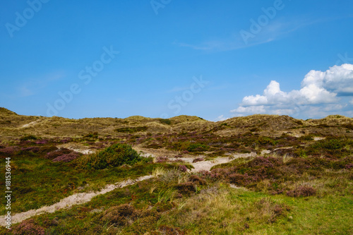 Heidelandschaft und Dünen bei Schoorl/NL © fotografci
