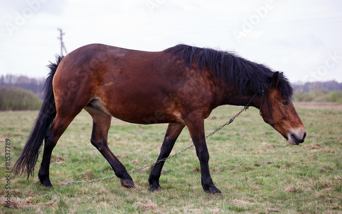 brown horse on pasture