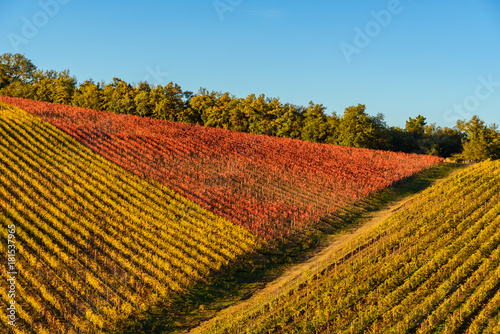 Autumn vineyards in Tuscany  Chianti  Italy