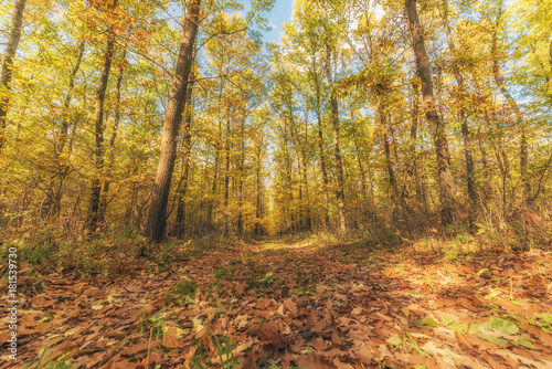 Road in the forest