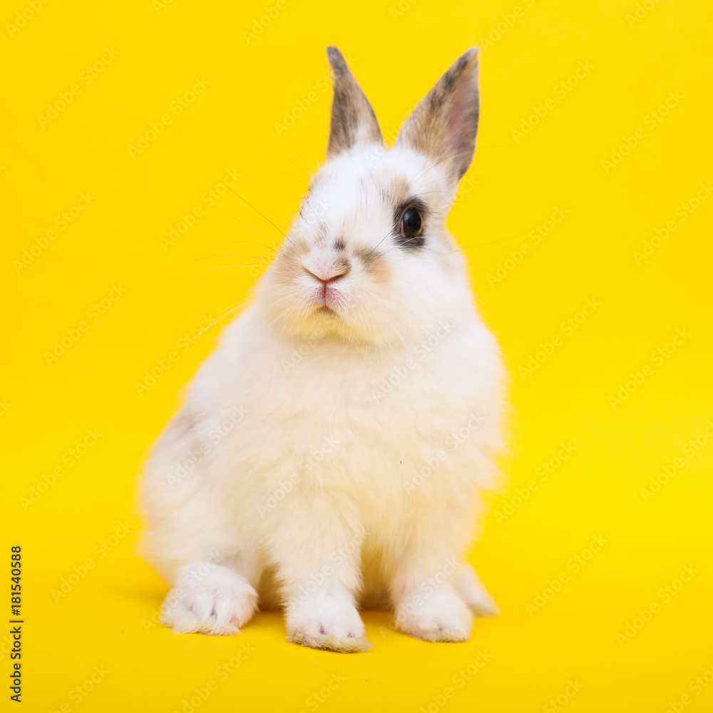 Little rabbit on the yellow background