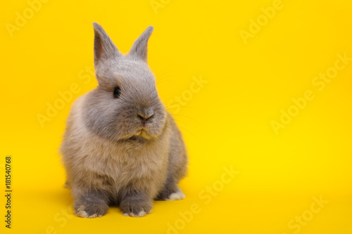 Little rabbit on the yellow background