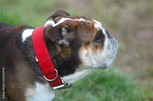 bouledogue anglais