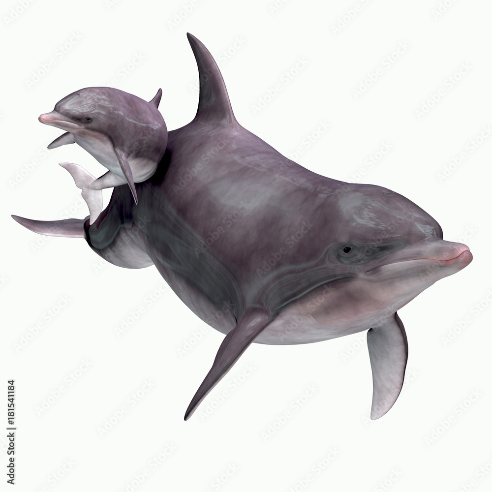Obraz premium Matka i dziecko delfinów butlonosych - Delfiny butlonose żyją w ciepłych i umiarkowanych morzach i poszukują ryb na paszę.