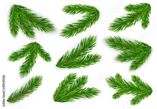 Set of fir branches. Christmas tree, pine. Vector Eps10 photo