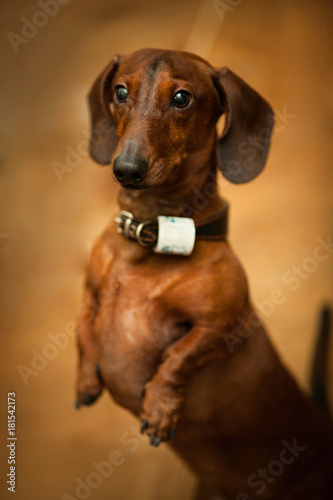 Portrait of Dachshund on brown background. © Alexandr