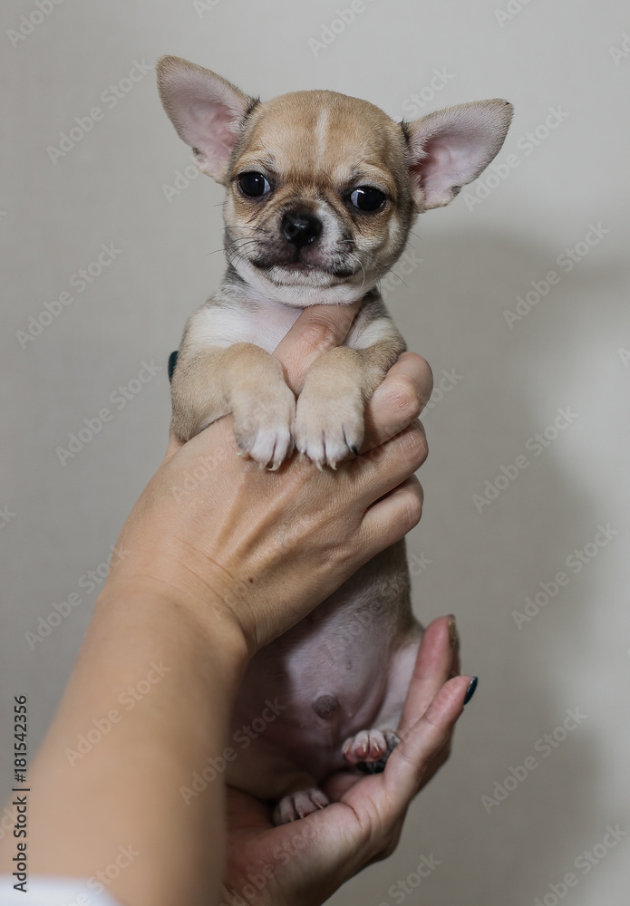 Little puppy, Chihuahua