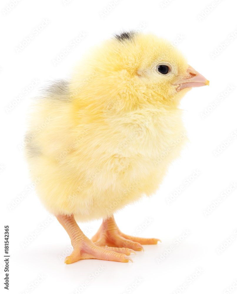 Fototapeta premium Mały żółty kurczak