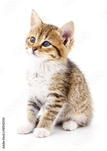 Kitten on white background.
