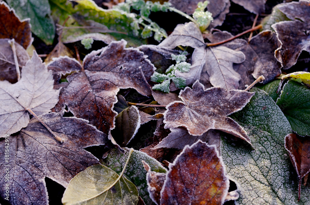 Frosted dry autumn leaves.