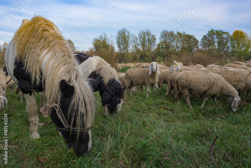 Sheep-farming in the Bergamasca plain