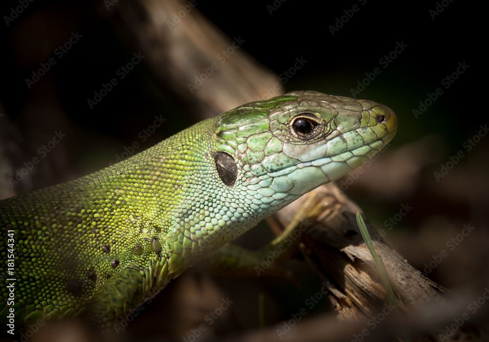 Portrait of a green lizard resting in the sun