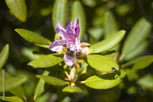 Pszczoła robotnica zbiera nektar na kwiatku rododendrona