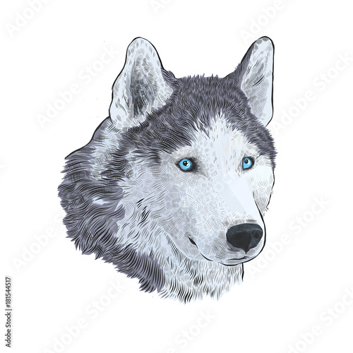 New Year 2018 congratulation card. Husky dog in Santa claus hat. Portrait Engraving colorful hand drawing image isolated on white background.