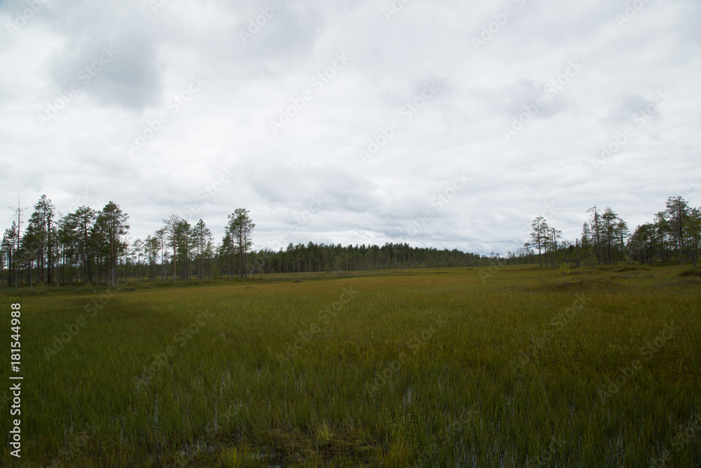 Panorama swamp area of the national park Patvinsuo, summer 
