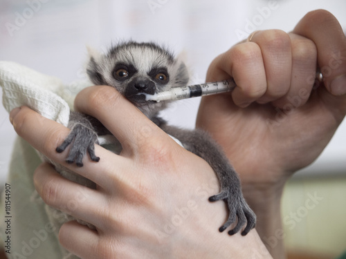Hand-reared baby ring-tailed lemur is held in hands, fed with milk from a syringe, looking at camera. The lemur has fluffy grey hair, a touching snout, crooked fingers, and big expressive orange eyes.