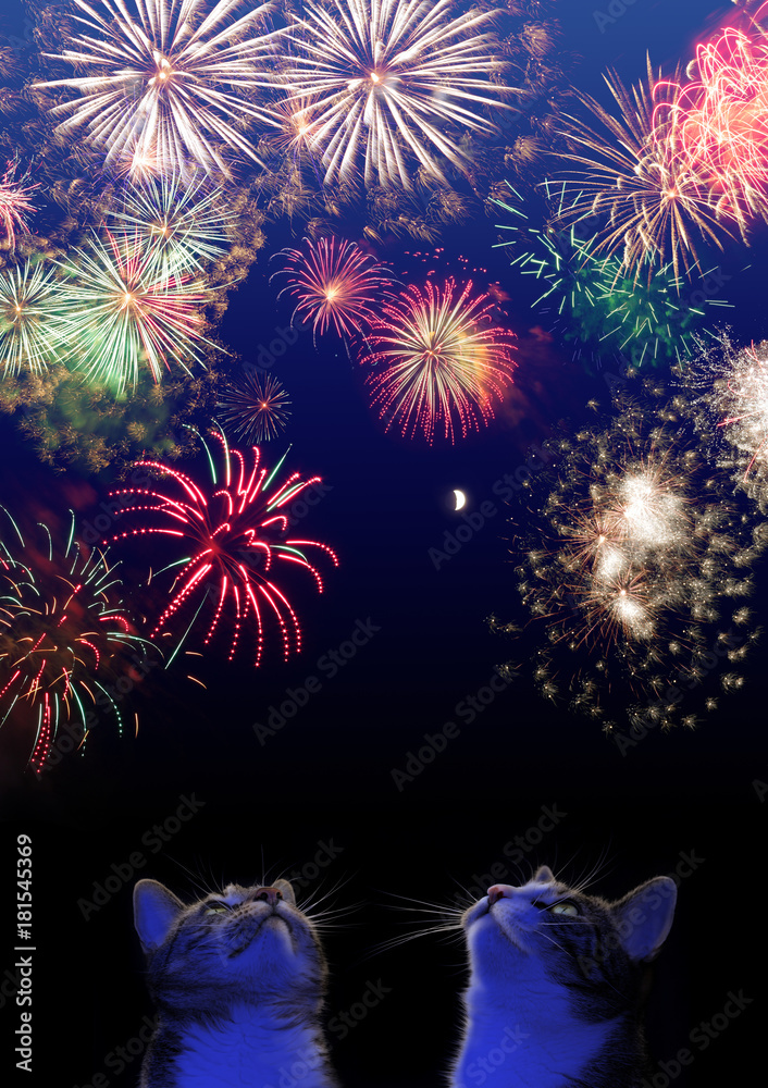 Naklejka premium Zwierzęta i Sylwester: Dwa koty oglądają fajerwerki na niebie