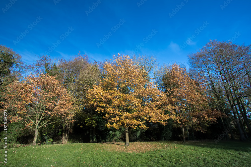 Autumn trees in park. Yellow and gold leaves of fall.