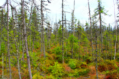 swamp in the Carpathians forest with fir-trees