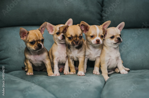 Fototapeta Naklejka Na Ścianę i Meble -  Little puppies, Chihuahua