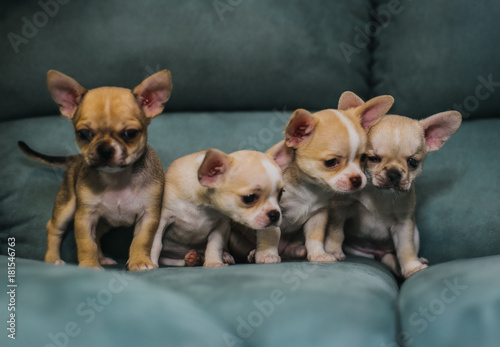 Little puppies, Chihuahua