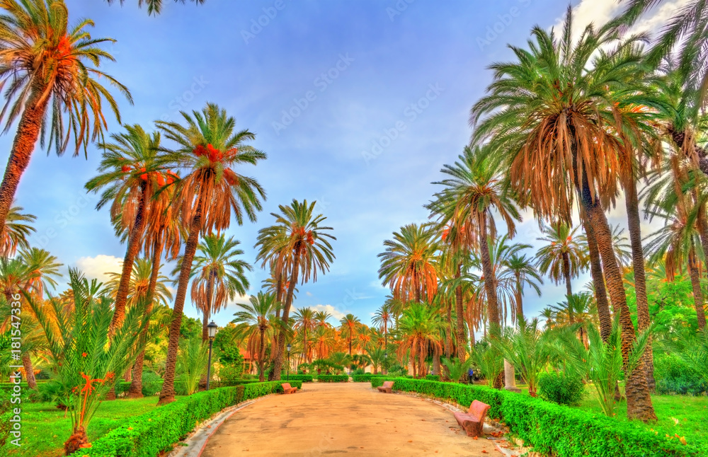 Palms in the Park at Villa Bonanno in Palermo, Sicily, Italy