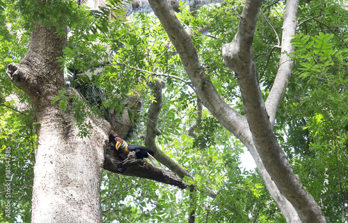 Knobbed Hornbill male photo