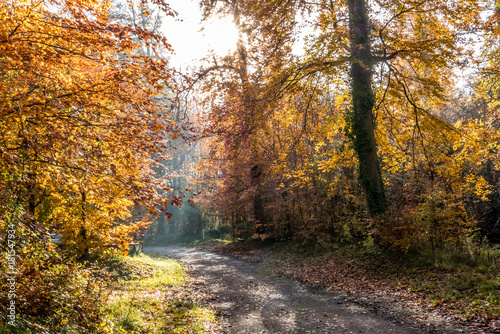 Bäume im Herbst © focus finder
