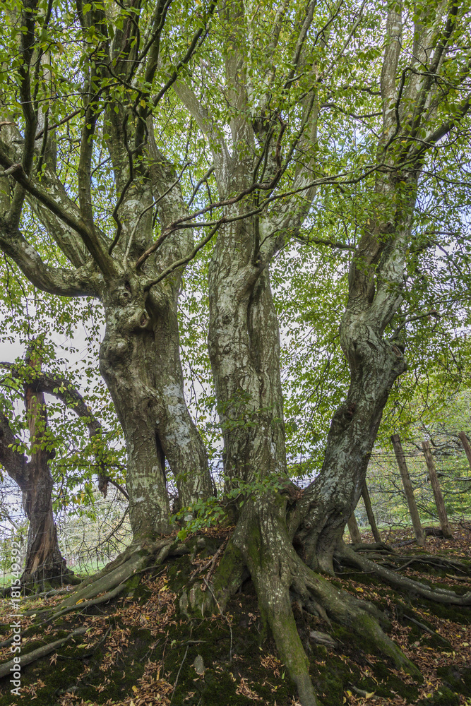 a green beech trees with visible roots at the beginning of autumn