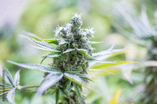 Macro shot of an indoor grow of Blackberry Kush flowering cannabis bud just before cutting.