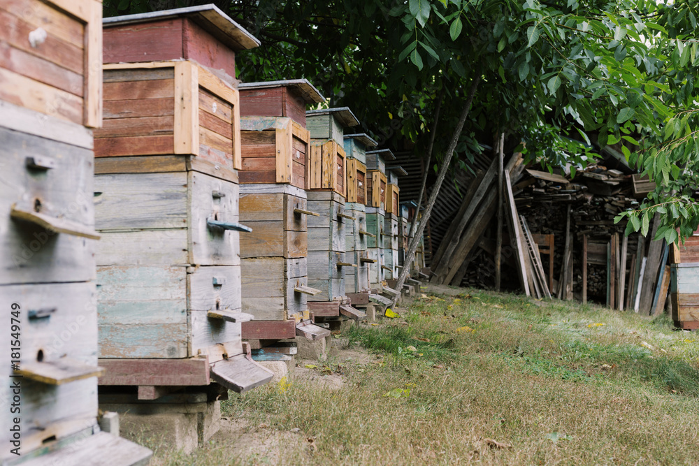 colored wooden beehives - honey bees flying around wooden beehives colored wooden beehives - honey bees flying around wooden beehives