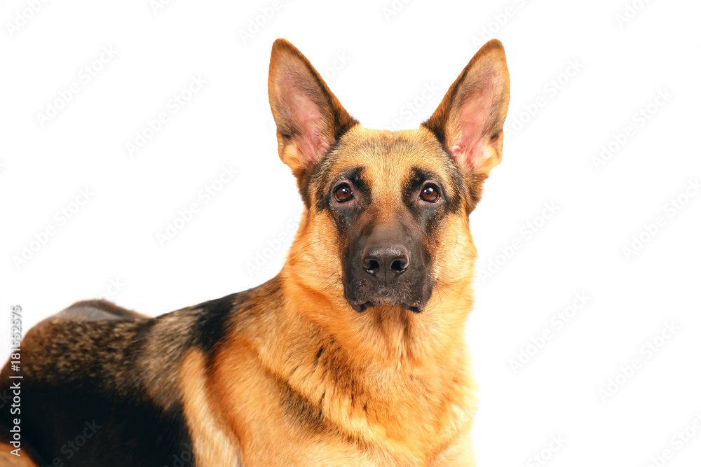 The portrait of a female German Shepherd dog posing on a white background