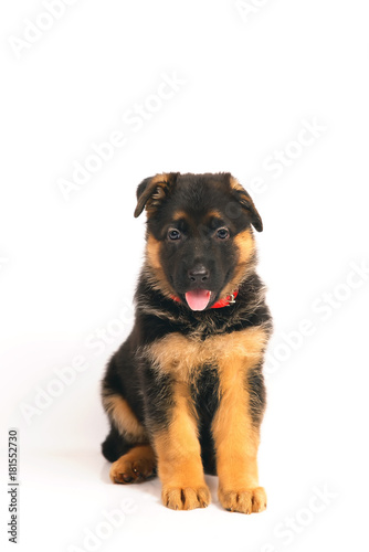 Adorable German Shepherd puppy with a collar sitting indoors on a white background