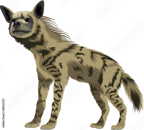 vector striped hyena