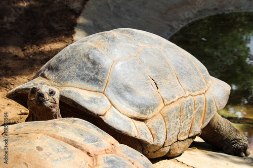 A turtle looks at the camera