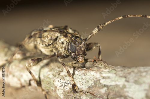 longhorn beetle on a tree branch © Guilherme