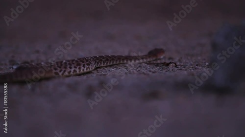 SHallow focus, rattlesnake slithers at night