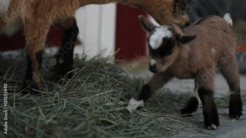Pan left, baby pygmy goat runs under mother