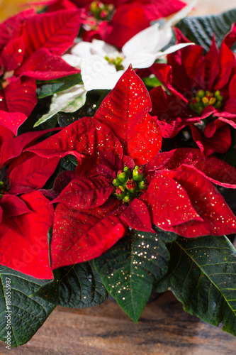 Christmas star red and white poinsettia flowers, Christmas decoration